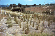 fitodepurazione a flusso sommerso orizzontale - piante in fase di crescita
