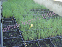 vivaio piante per fitodepurazione
