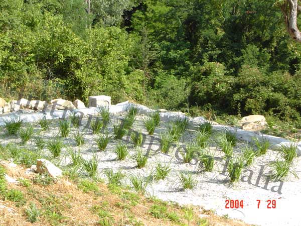 Impianto di fitodepurazione a flusso sommerso orizzontale - piante in fase di crescita