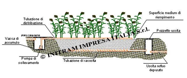 fitodepurazione